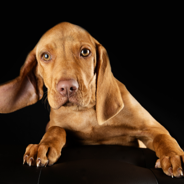 pets23