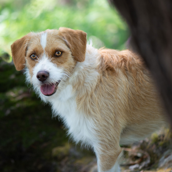 pets24