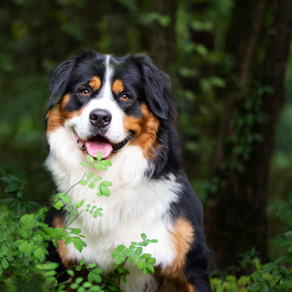 pets8